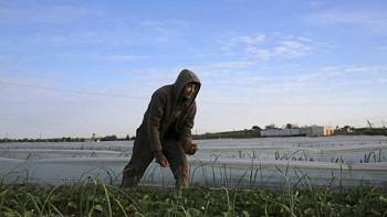  Israel spraying toxins over Palestinian crops in Gaza