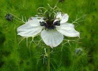 Schwarzkmmel (Nigella Sativa): Ein Heilmittel gegen jede Krankheit